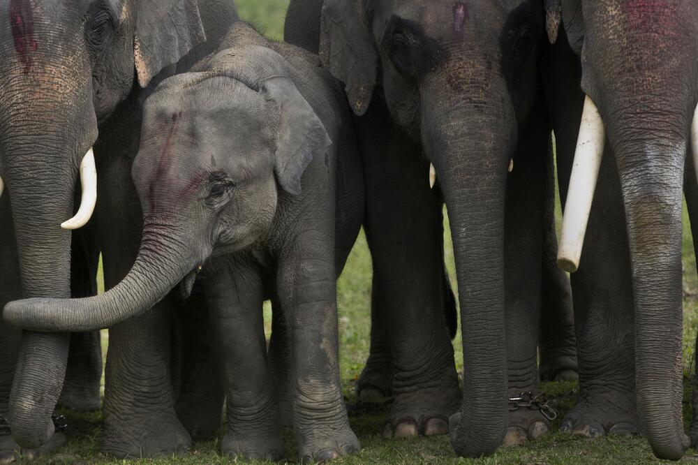 U divljini Šri Lanke preostalo 7.500 slonova, Foto: AP