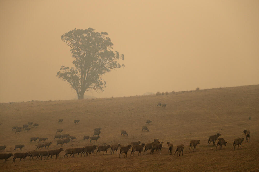 Australiju pogodili nezapamćeni šumski požari, Foto: AP