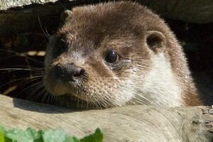 Međunarodno priznanje za zaštitu vidre