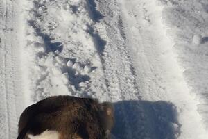 Ubili srnu, kožu bacili nasred puta