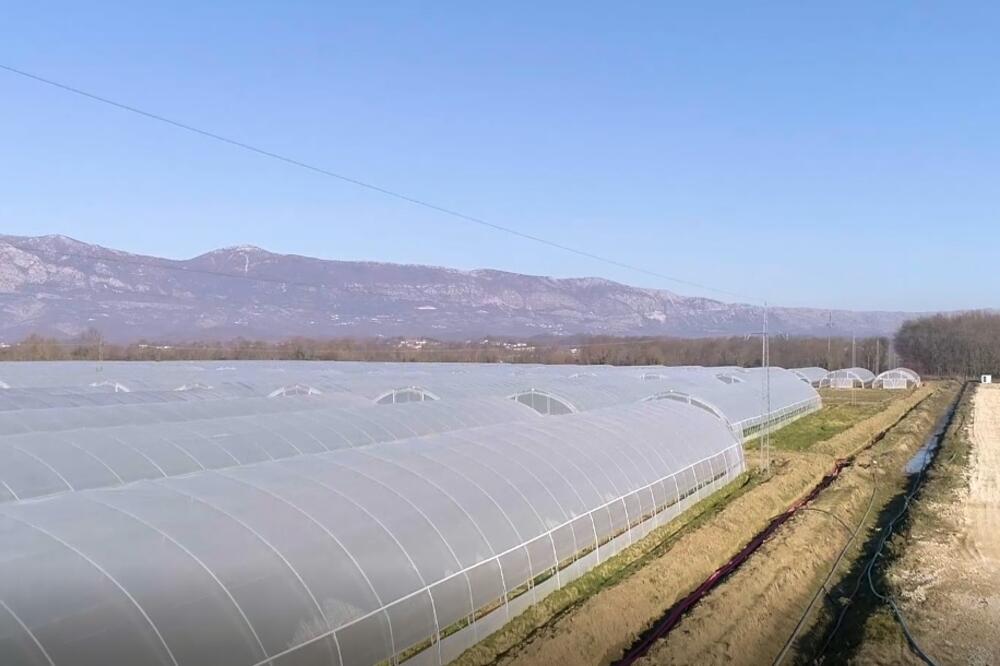 Poljoprivredno dobro kompanije "Voli" u Šasu u Ulcinju, Foto: Printscreen