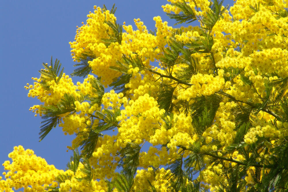 Mimoza (Ilustracija), Foto: Turistička organizacija Herceg Novi
