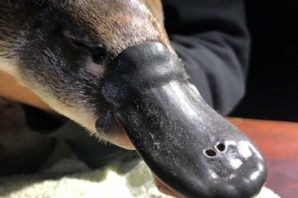 Australijski čudnovati kljunaš, Foto: Twitter