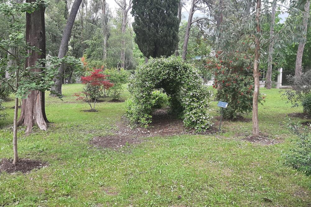 Dio novih sadnica u Velikom gradskom parku, Foto: Siniša Luković