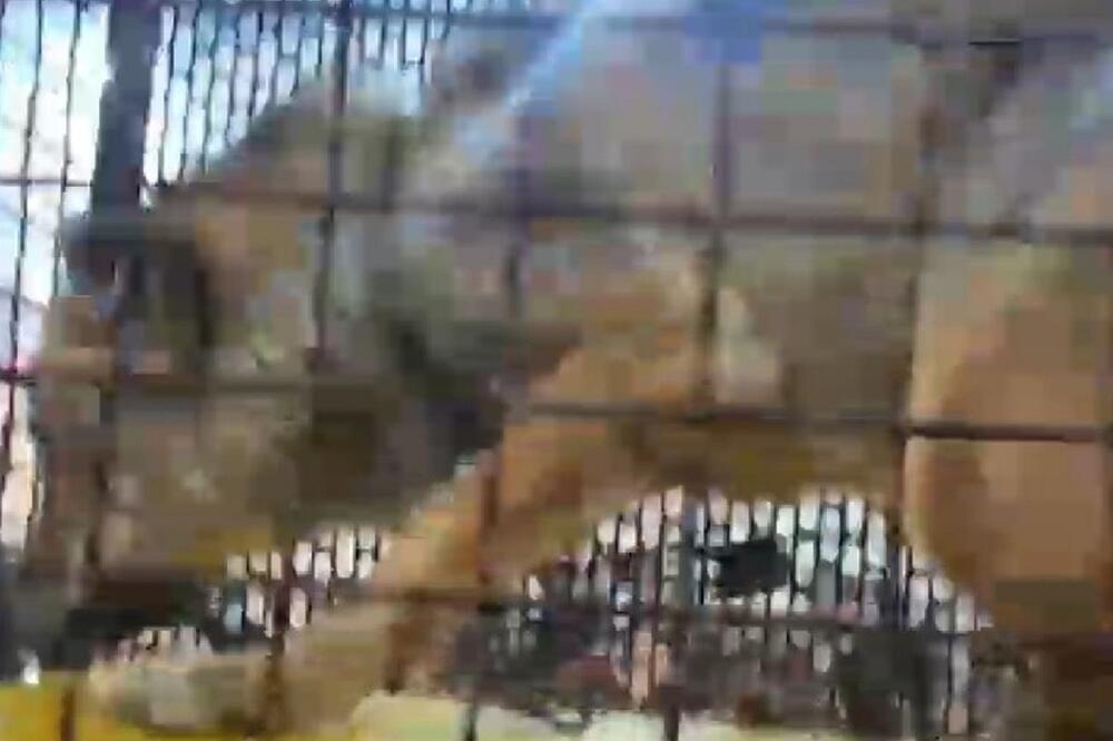 Vuk u kavezu unijet u salu, Foto: Čitalac Vijesti