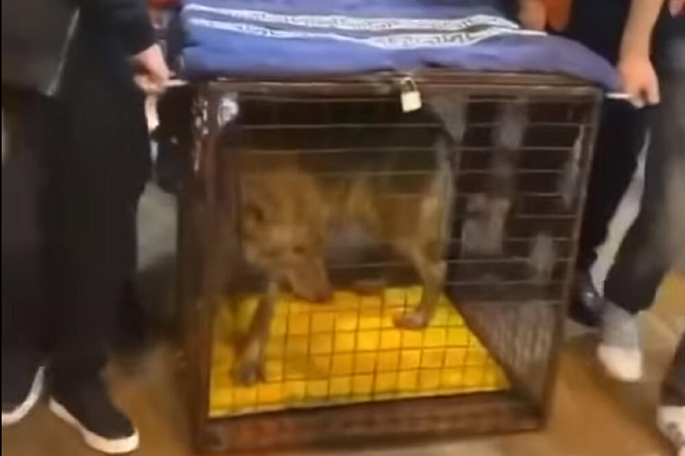 Zakonom je zabranjeno držanje vuka, Foto: Screenshot/Youtube