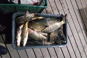 Četvoro uhvaćeno u krivolovu na Skadarskom jezeru