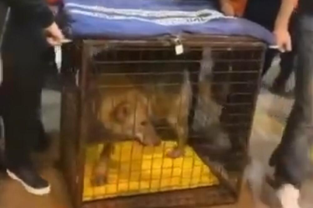 Zakonom je zabranjeno držanje vuka, Foto: YouTube