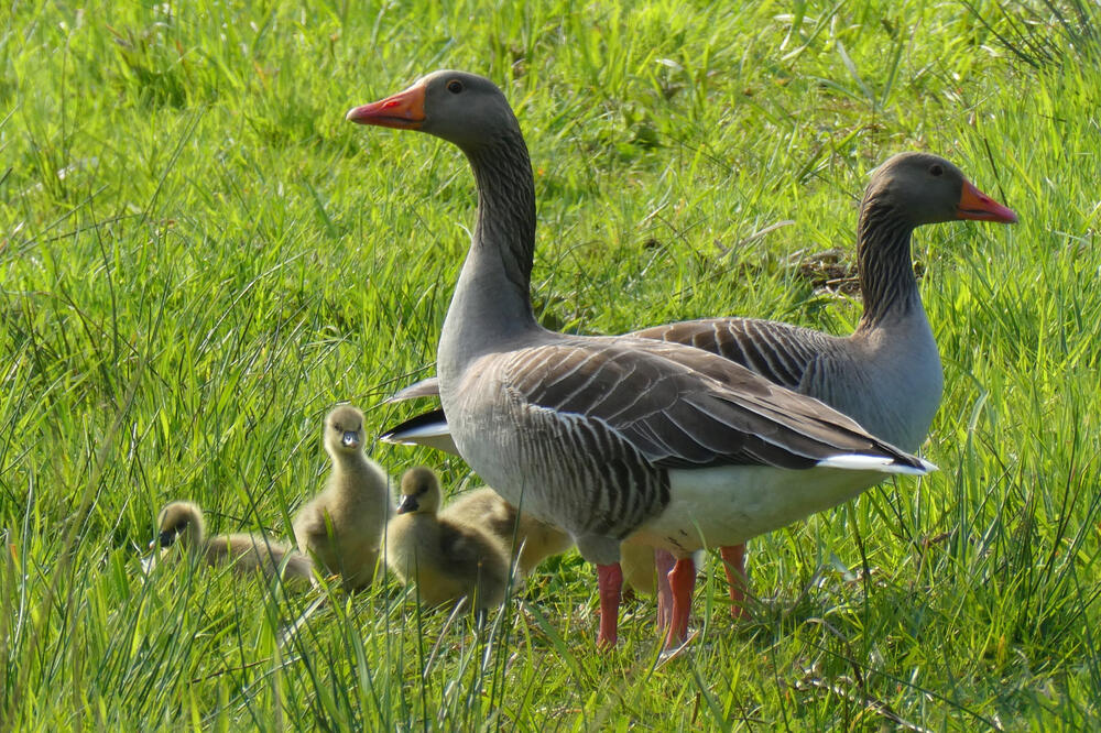 Ilustracija, Foto: Shutterstock