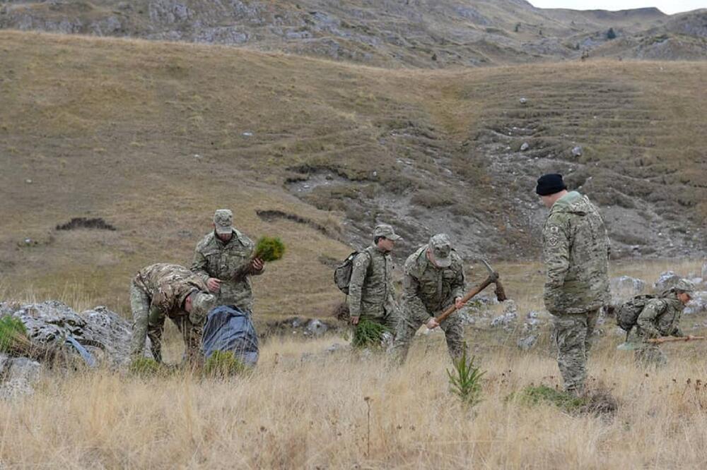 Pripadnici Vojske zasadili su 3.000 od planiranih 100 hiljada sadnica invazivne vrste smrče i bora, Foto: Ministarstvo Odbrane