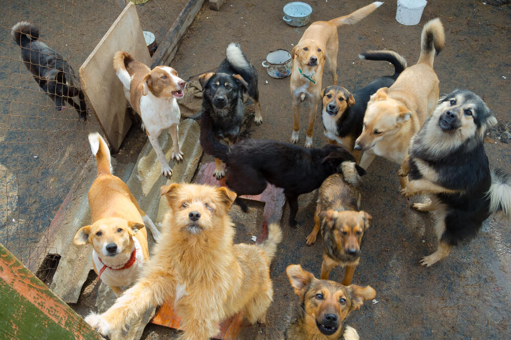 Ilustracija, Foto: Shutterstock