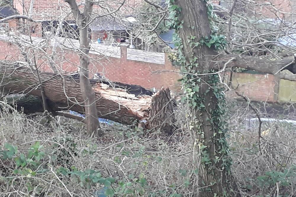 U Poljskoj snažan vjetar čupao stabla (Ilustracija), Foto: Twitter