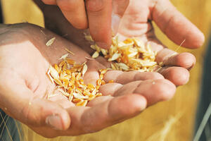 Hljeb pun svega dobrog