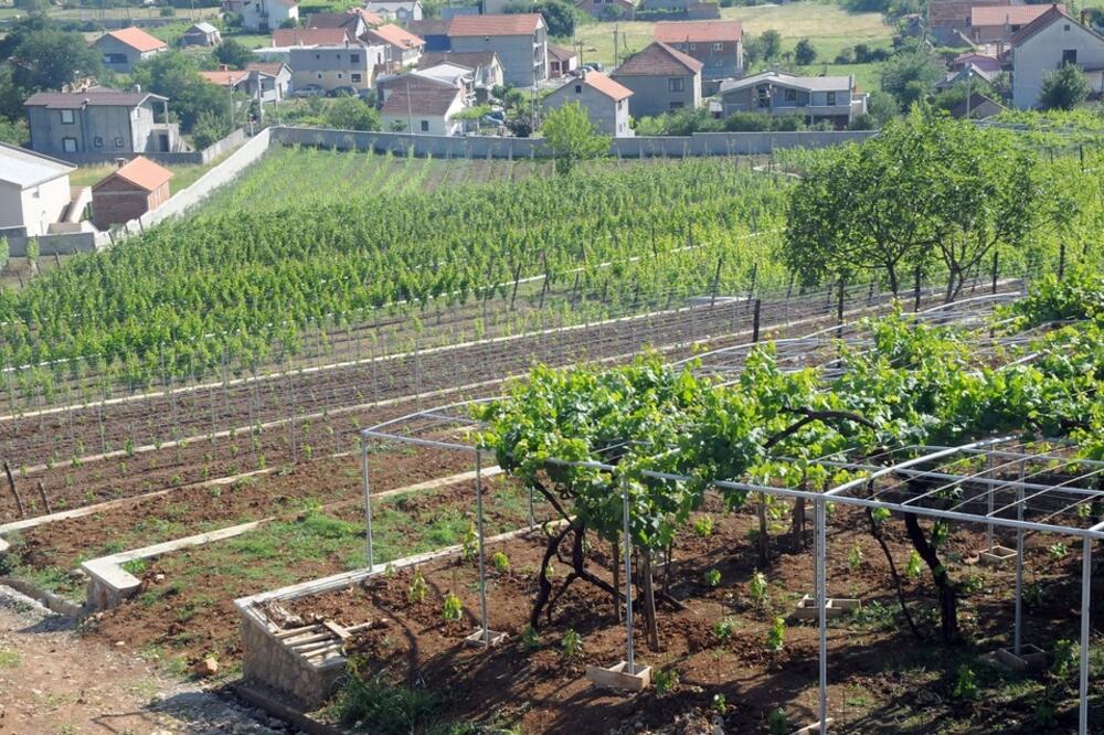 Vinograd Ivanovića u Doljanima, Foto: Arhiva Vijesti