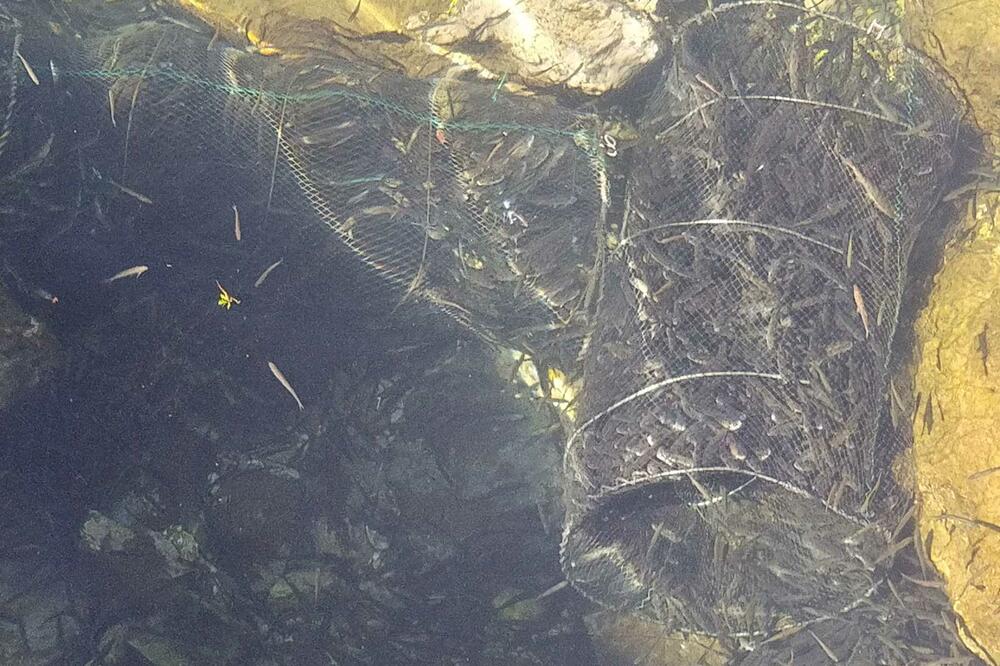 Nelegalan ulov, Foto: Čitalac Vijesti