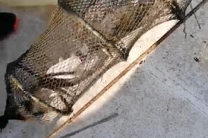 NPCG: Spriječen krivolov na Skadarskom jezeru