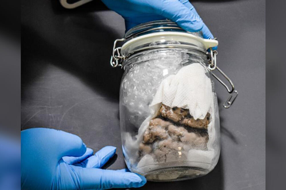 Mozak u tegli koji su pronašli američki carinici, Foto: Courtesy US Customs and Border Protection
