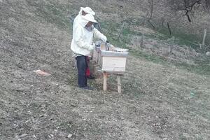 Mojkovački pčelari: Prinosi dobri, ali može i bolje