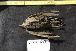 Fosil ptice iz ledenog doba pronađen u Sibiru: Ova ševa je živjela...