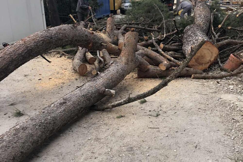 Posječeni bor, Foto: Siniša Luković