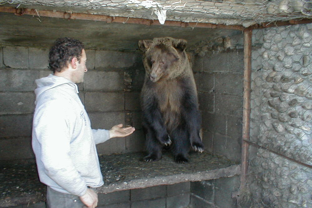 Za svaki par mrkog medvjeda neophodno 300 kvadrata, Foto: Tufik Softić