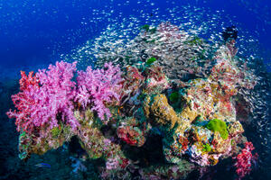 Koralnim grebenima prijeti potpuni nestanak do 2100. godine