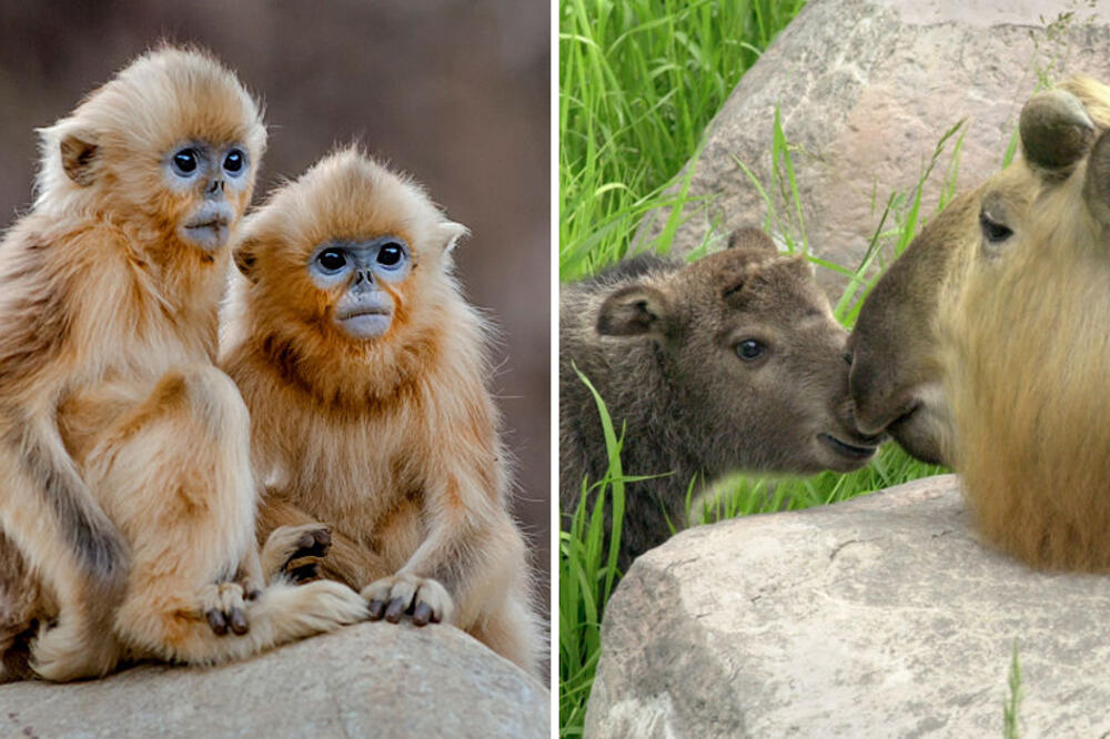 Zlatni kratkonosi majmun (levo) i gnu koza (desno), Foto: BBC