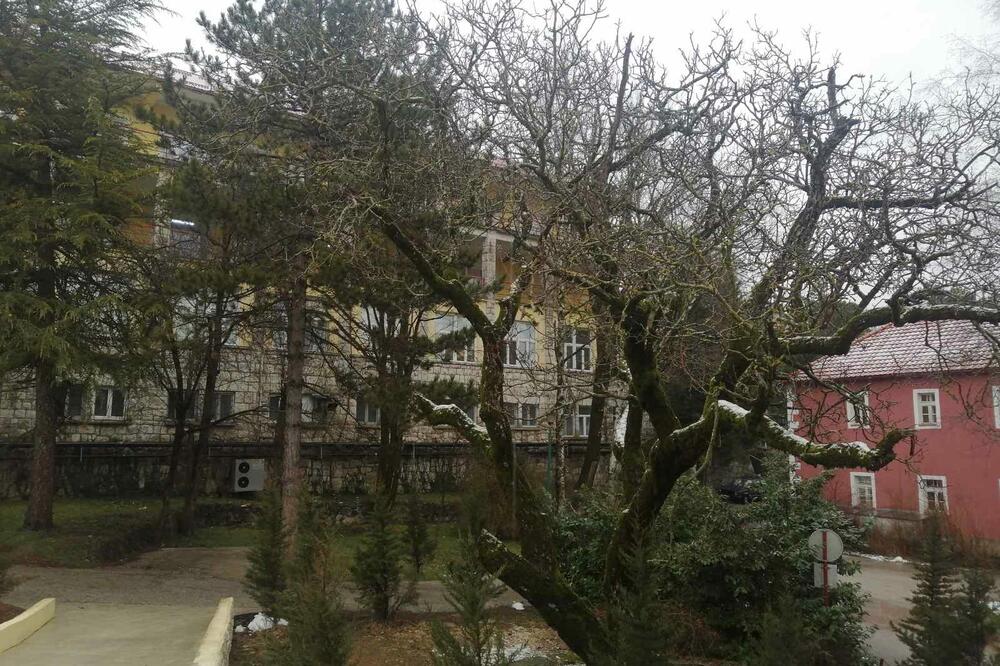 Brezovik, Foto: Jelena Jovanović