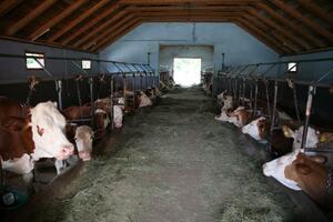Ministarstvo poljoprivrede: Bespovratnu podršku da nabave stoku...