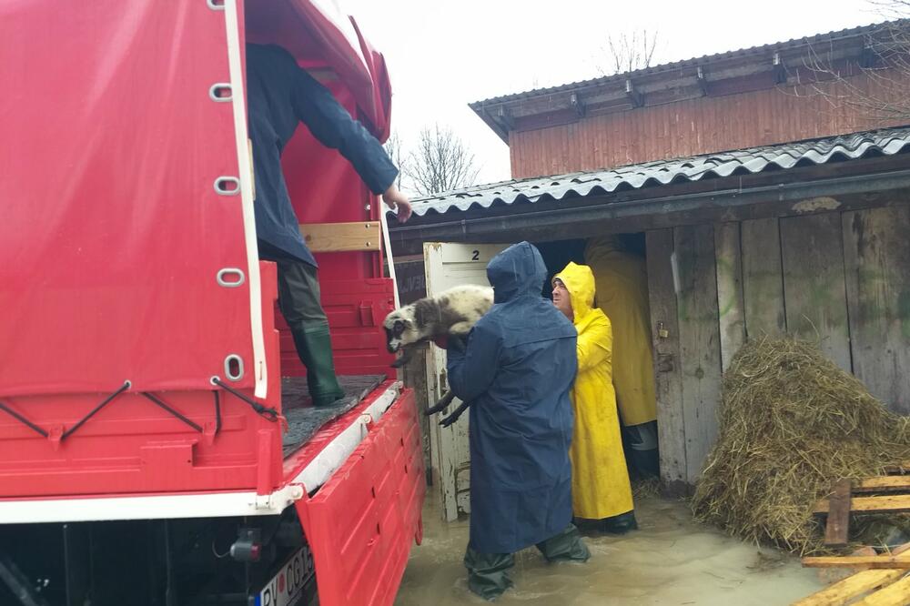 U toku evakuacija stoke iz poplavljenih štala, Foto: Goran Malidžan