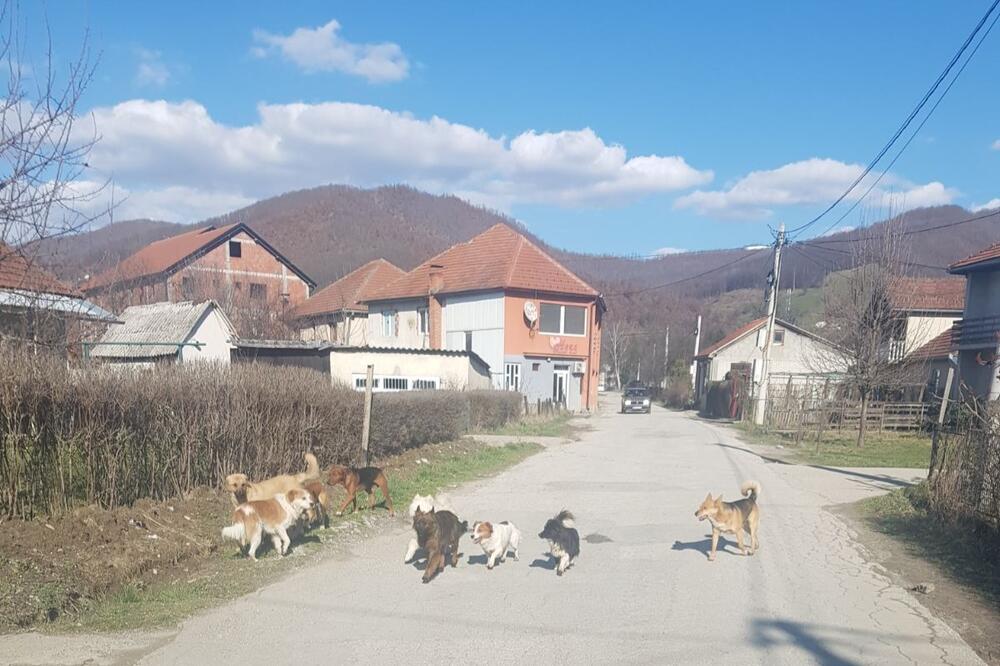 Psi lutalice na ulici u Rasovu, Foto: NVO "Novi put"