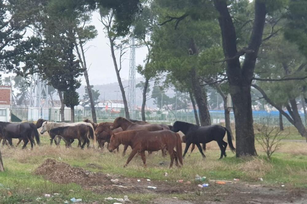 Konji na Zlatici, Foto: Uprava za bezbjednost hrane, veterinu i fitosanitarne poslove