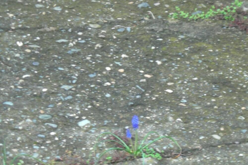 Ilustracija, Foto: Vladimir D. Janković