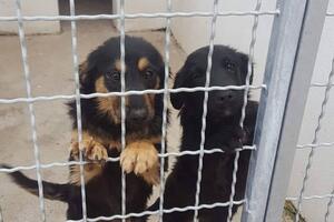 Sklonište za životinje zatvoreno i za volontere