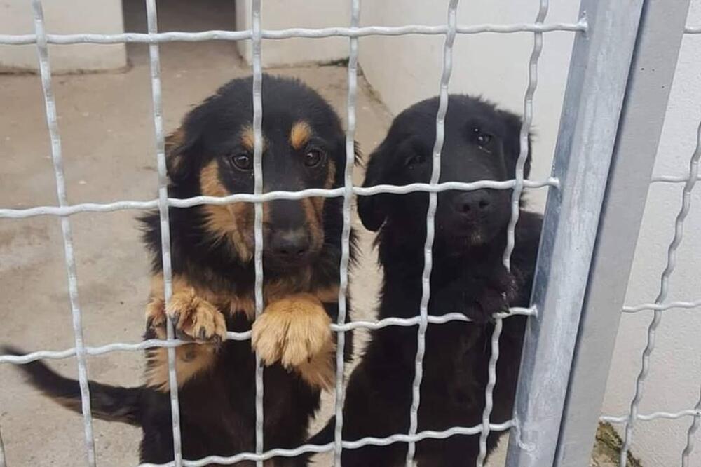 Podgoričko sklonište za životinje, Foto: Privatna arhiva