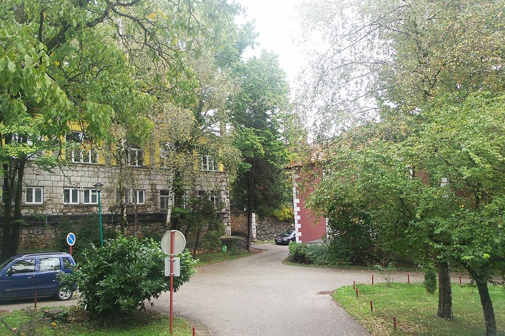 Brezovik, Foto: Svetlana Mandić