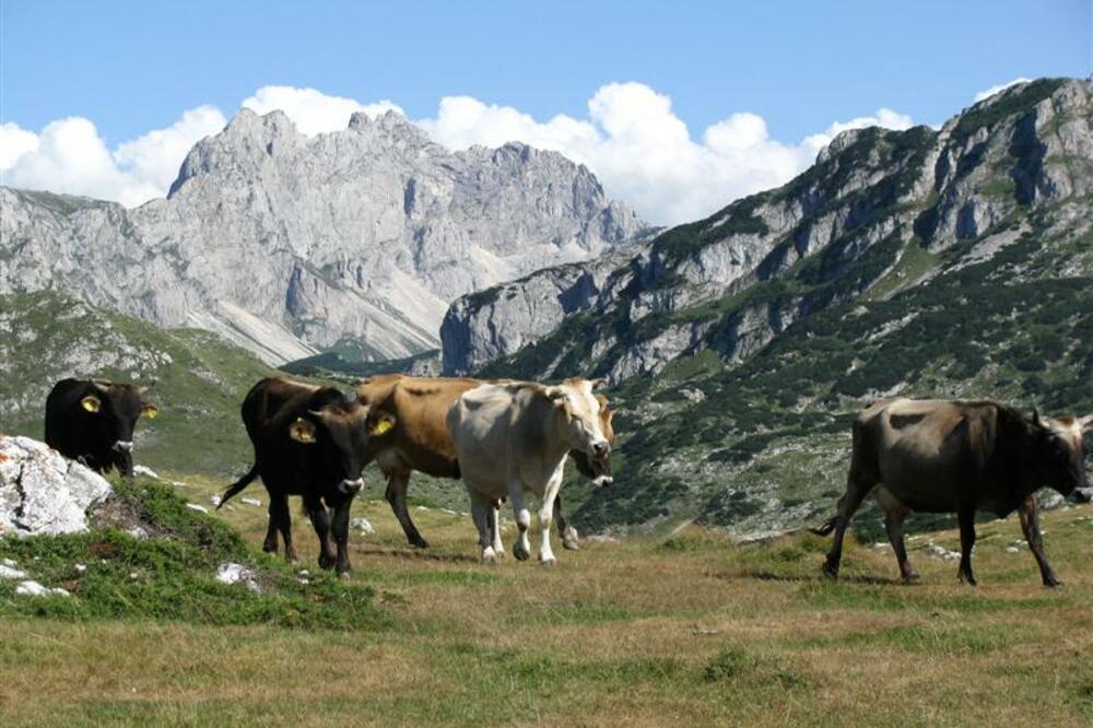 Povećanje proizvodnje mlijeka je jedan od ciljeva, Foto: Arhiva Vijesti