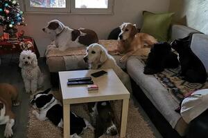 NVO "Kuća životinja": Šta se dešava sa kućnim ljubimcima čiji su...
