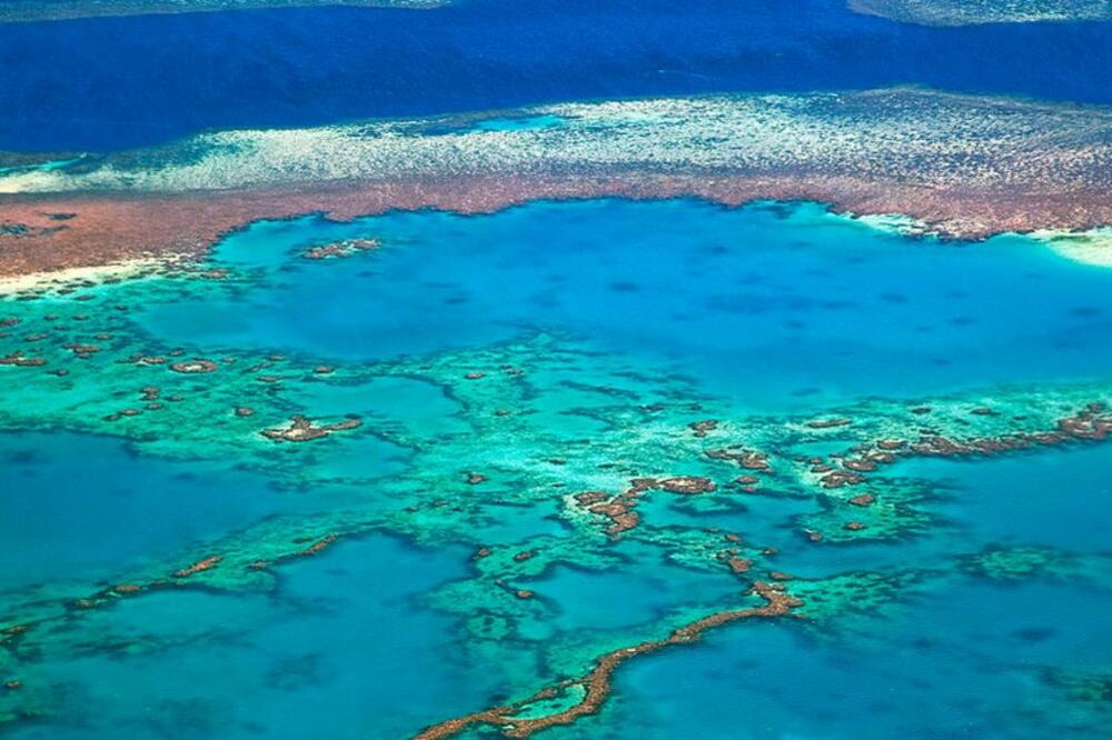 Koralni greben, Foto: BBC