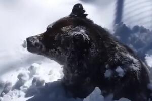Život nije stao: Snimak medvjeda koji se budi iz zimskog sna