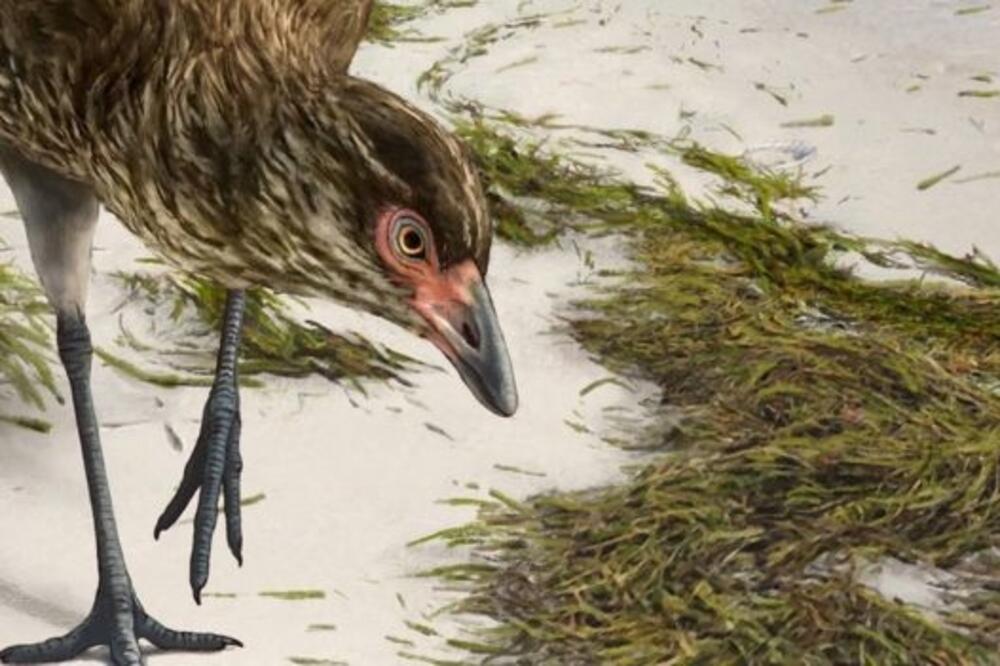 Ovako je prakoka mogla da izgleda, Foto: Ovako je prakoka mogla da izgleda