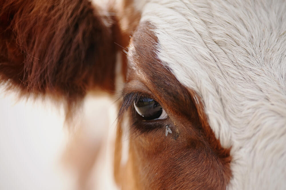 Ilustracija, Foto: Shutterstock