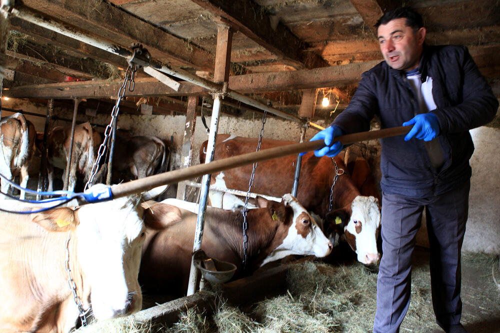 Milivoje Miličic na svojoj farmi krava, Foto: Luka Zeković