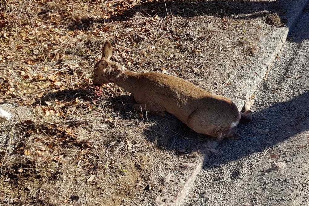 Uginula srna, Foto: Čitalac Vijesti