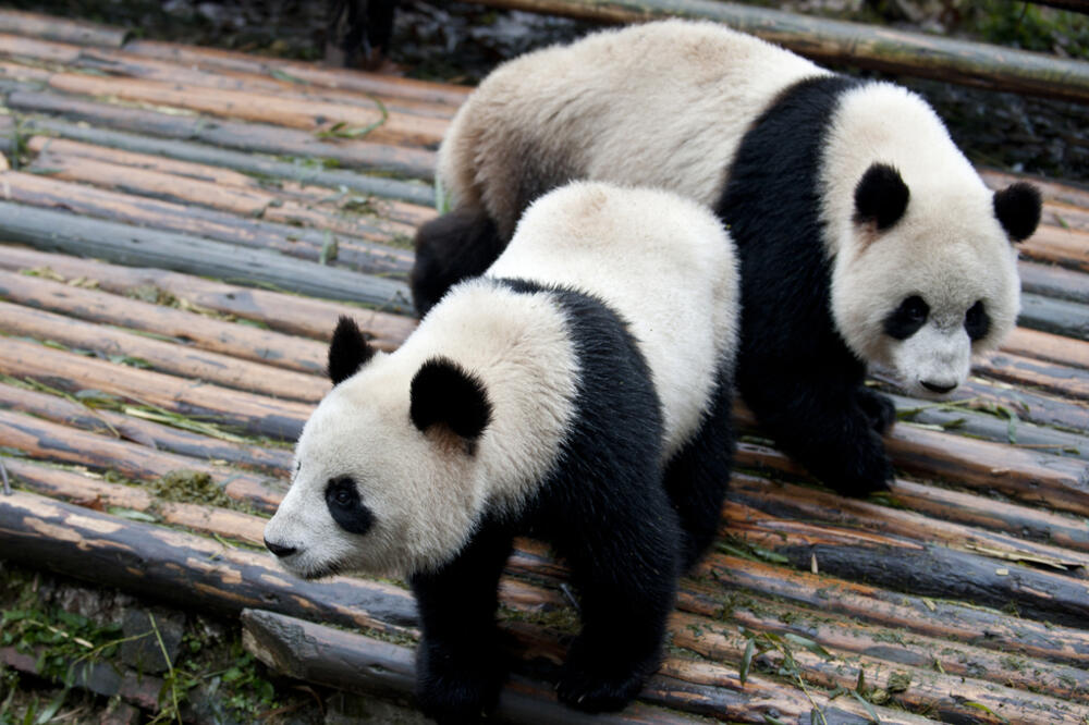 Ilustracija, Foto: Shutterstock