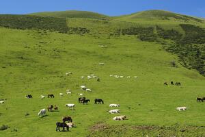 Otkud bi Sivonja znao što je policijski čas