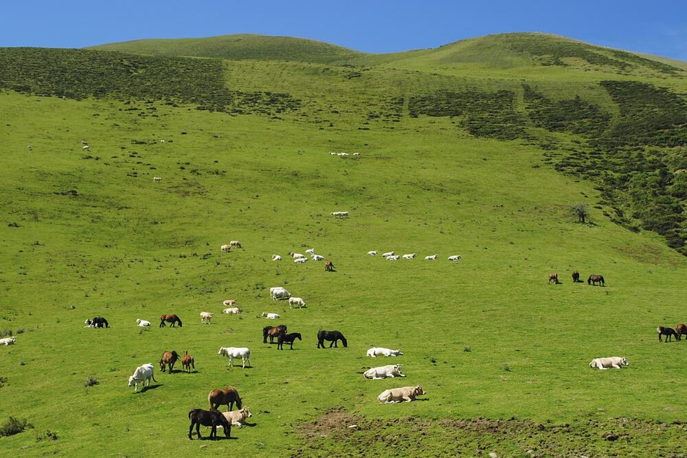 Ilustracija, Foto: Pixabay.com