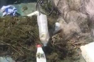 NPCG: Još šestoro procesuirano zbog krivolova