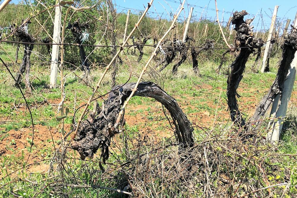 Stari vinograd, Foto: Dragoslav Dedović