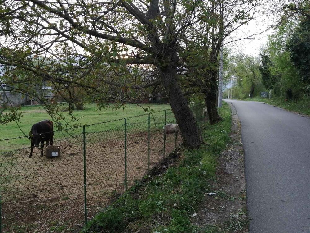 Danas u Danilovgradu